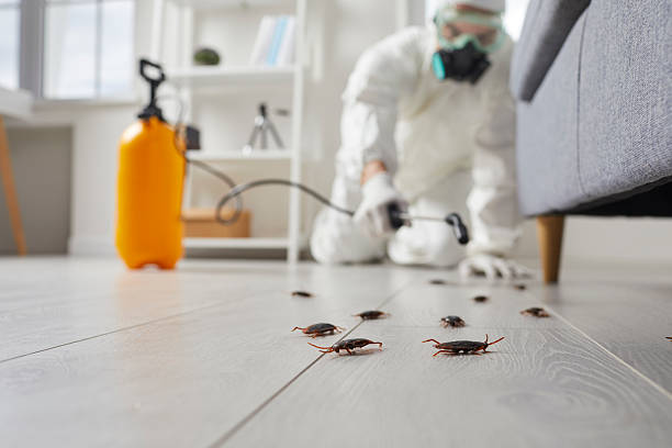 Commercial Rodent Management in Prince George